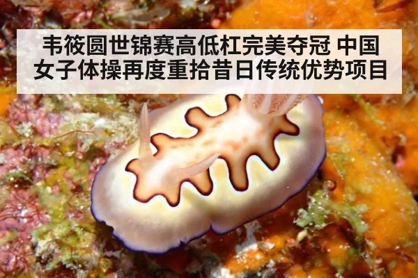 韦筱圆世锦赛高低杠完美夺冠 中国女子体操再度重拾昔日传统优势项目